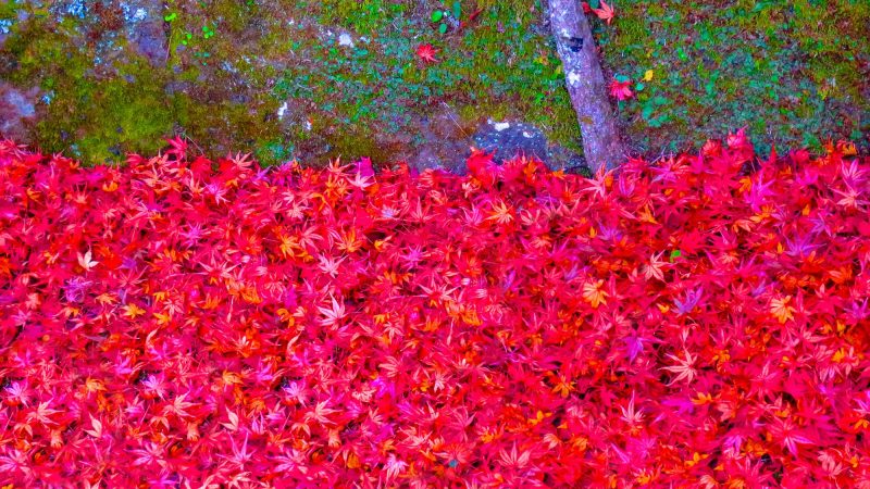 タイトルを入れます